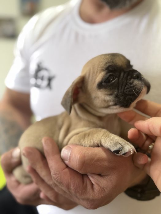 Френски булдог-кученца