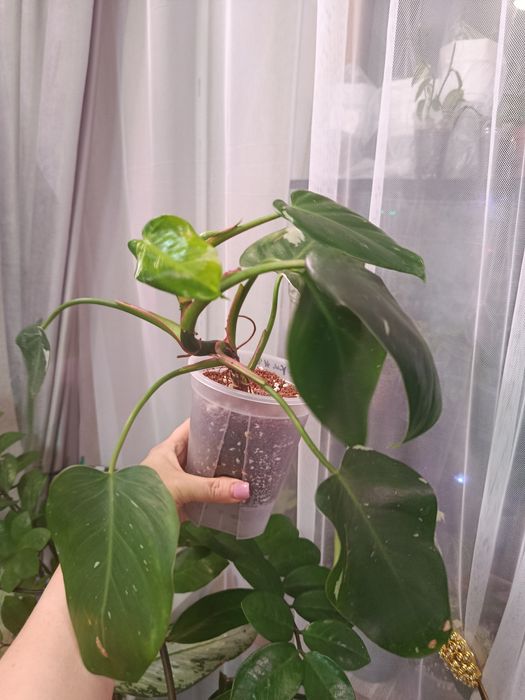 Отростки большой выбор