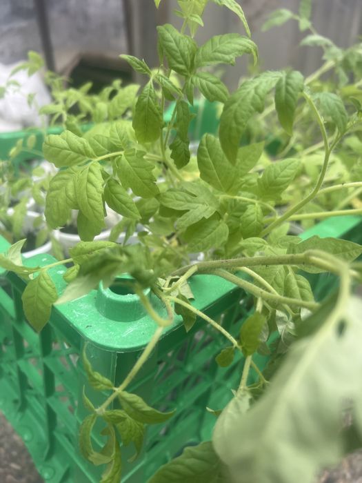 Продам помидоры рассаду