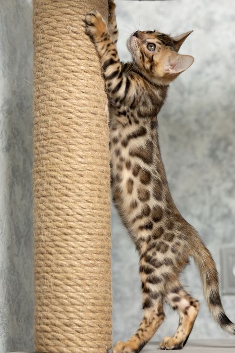 Чистокровные бенгальские котята