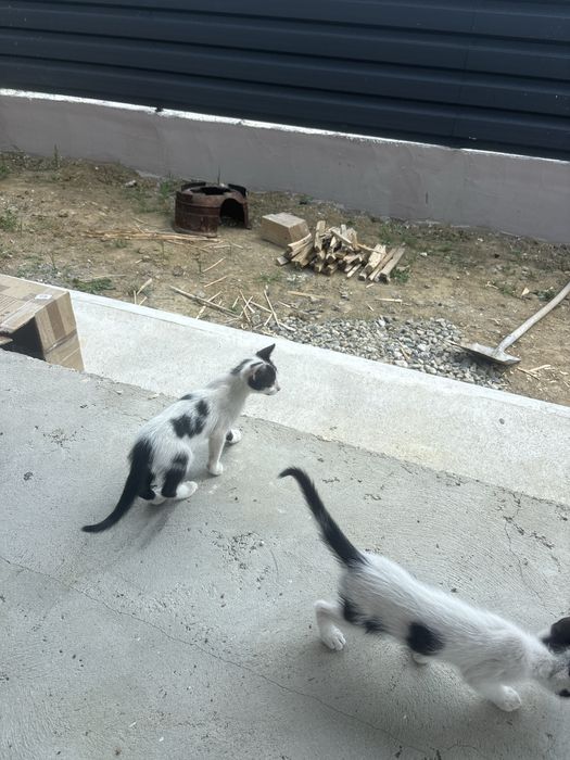 Pisoi  pentru adoptie