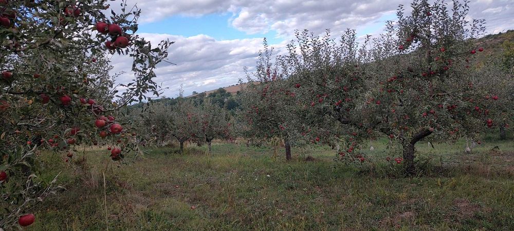 Vând mere – pentru consum și industrie
