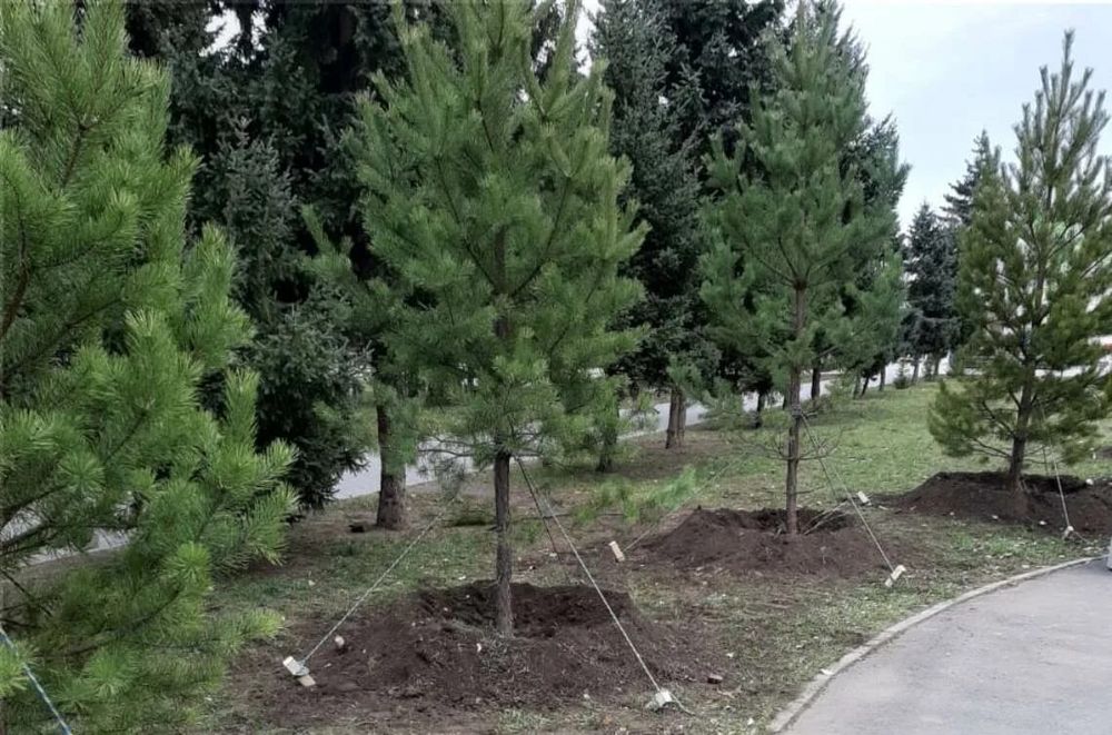 Саженцы сосны акция