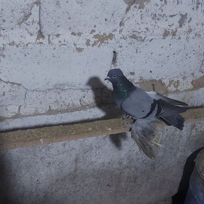 Сизи самка гребля тяга игра