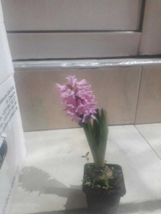 Цветя  за предстоящия празник