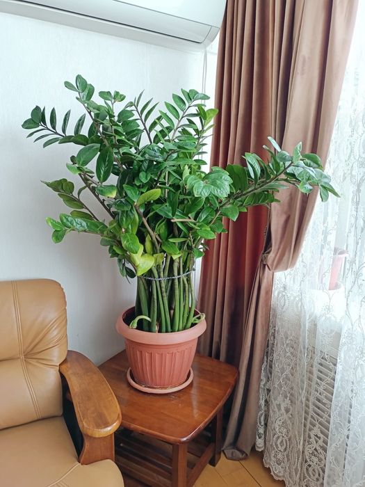 Денежное растение