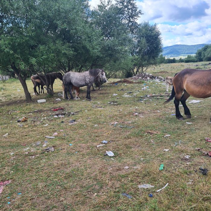 Iepe mhnji de vhnzare informații la telefon