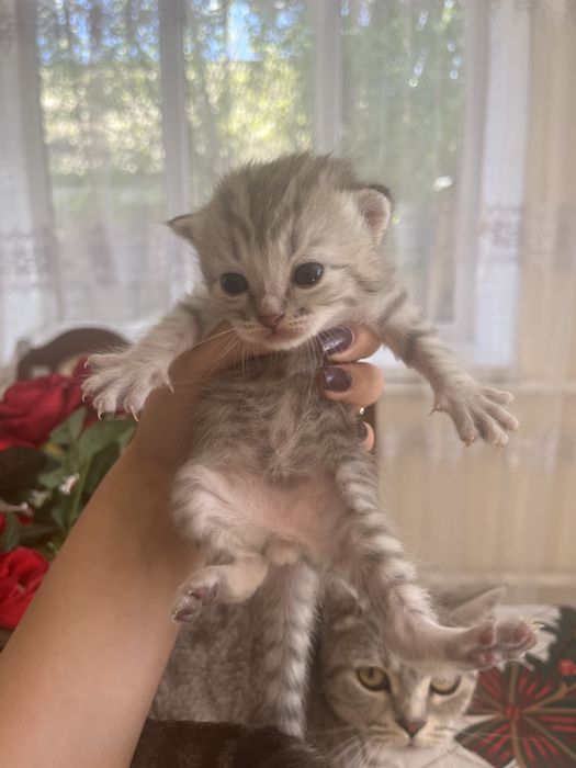 Отдам котят в добрые руки!!!