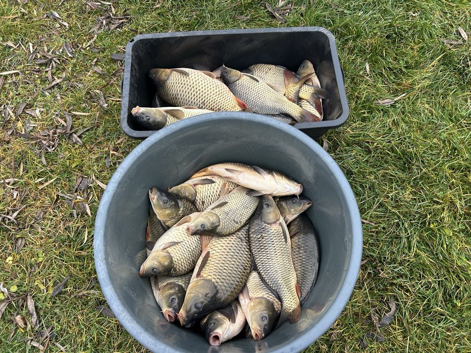 Crap de vanzare 1-2 kg