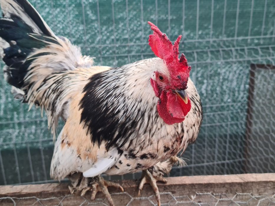 Gainuse pitice de vanzare