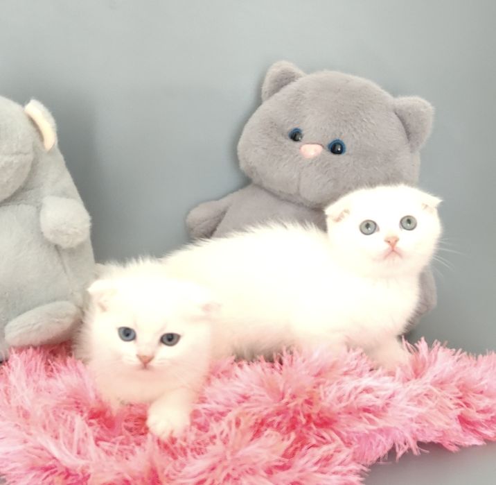 Шотландские котята