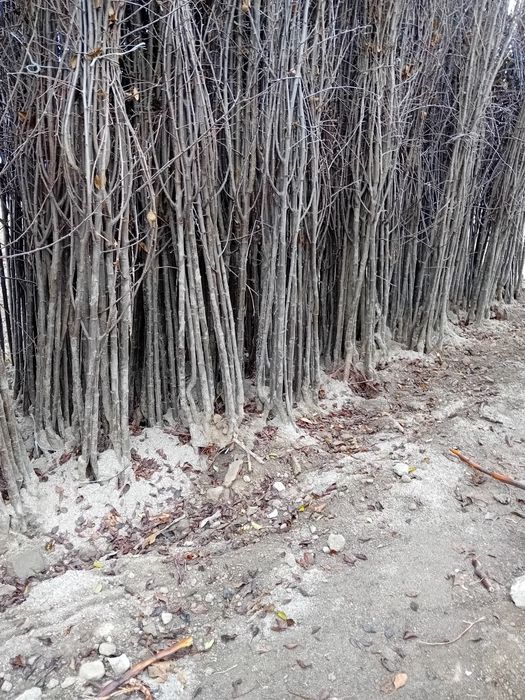 Pomi fructiferi de diferite soiuri