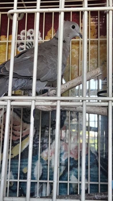 Vând 9 turturele tinere