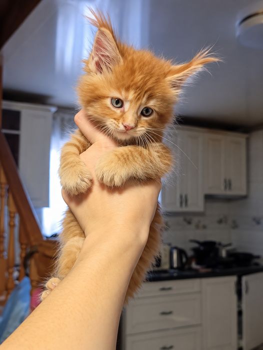 Котенок Мейнкун классик  Рыжий 100 тыс.