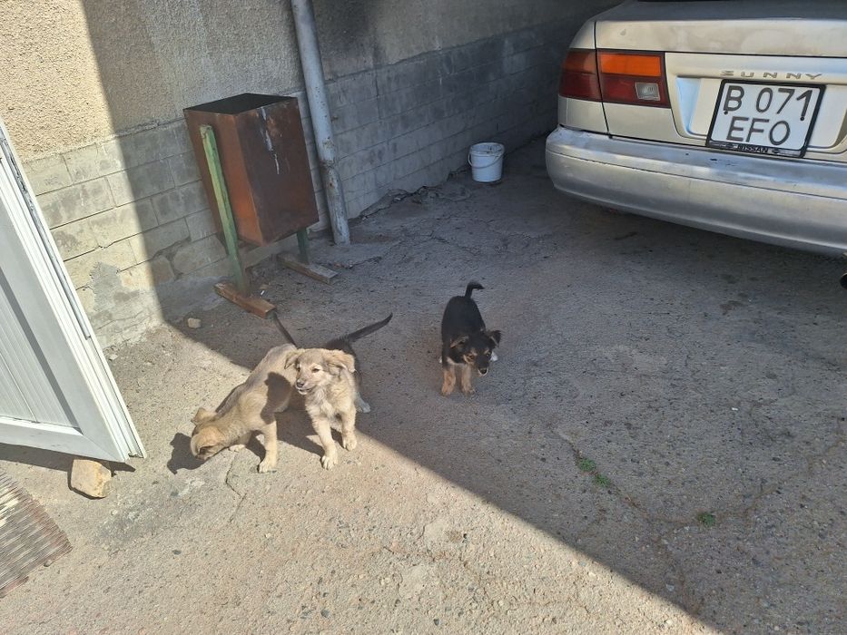 Отличные сторожевой щенки