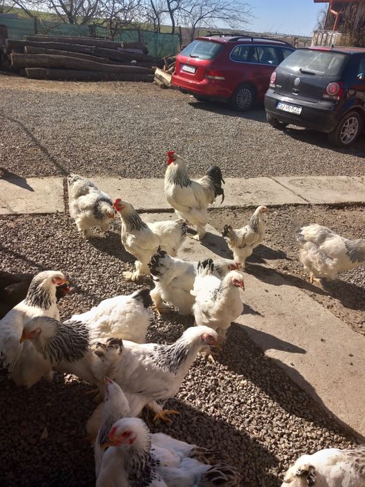 Oua brahma pt.incubat,si tineret