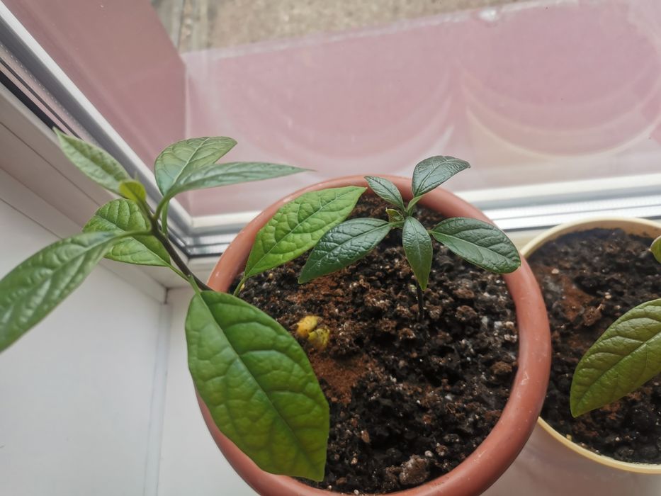 В продаже саженцы авокадо