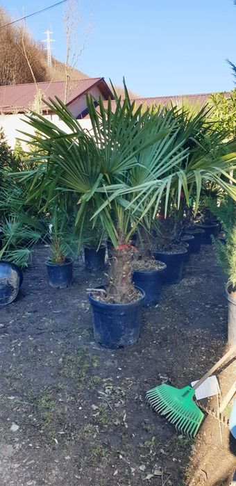 Palmierii rezistenți la îngheț