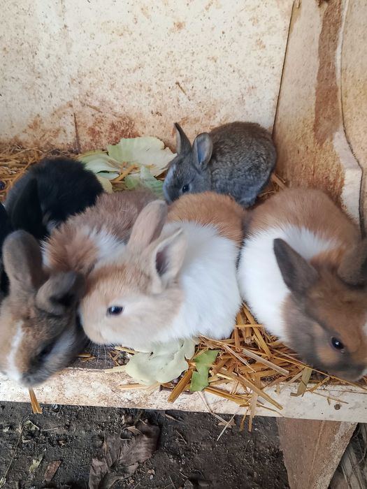 Quyoncha lar sotiladi zoti panda