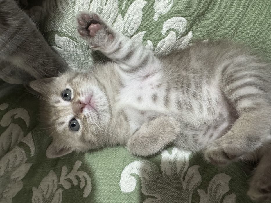 Шотланский котенок девочка беж