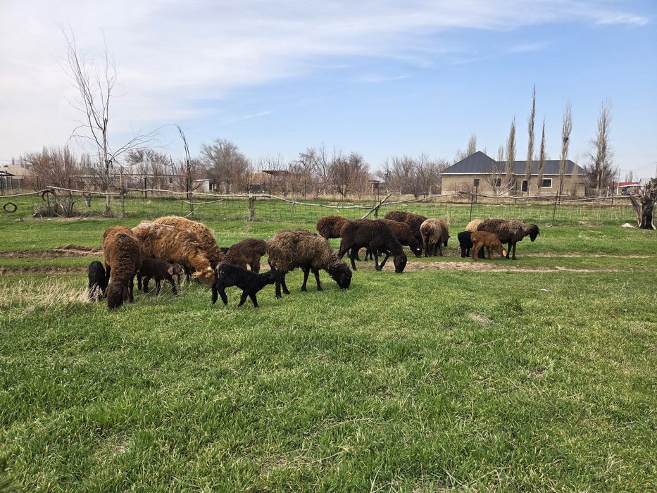 Козылы койлар сатылады