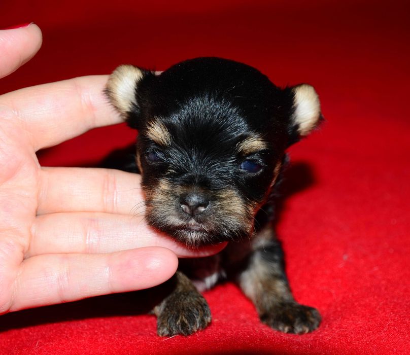 Йоркширский терьер ,роскошные щенки йорка!