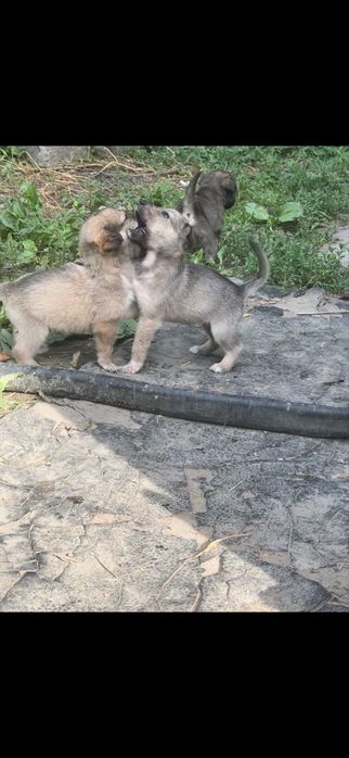 Отдам щенков в хорошие руки