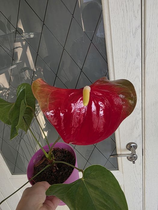 Антуриум Бэби Бумер