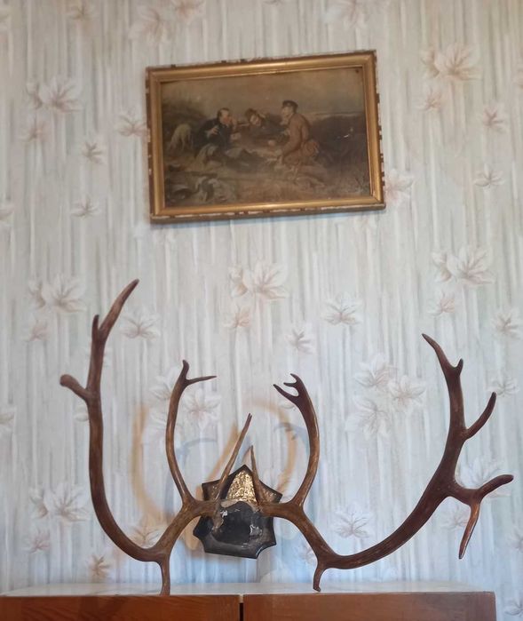 Рога от благороден елен, трофей