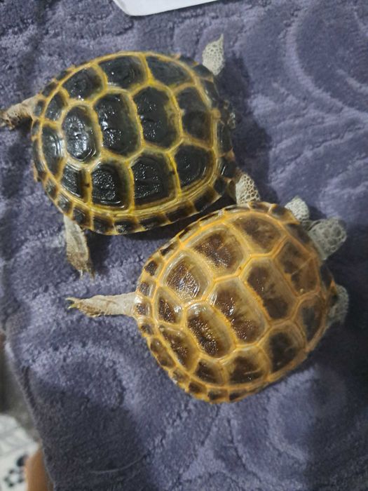 TOSHBAQA черепаха