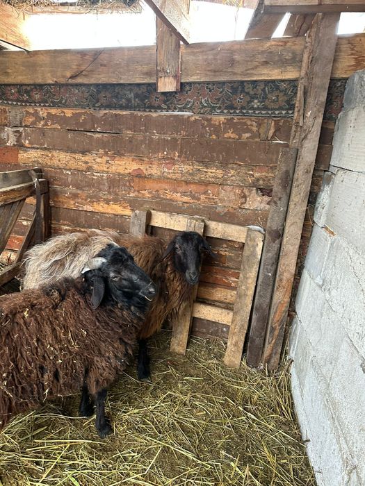 Продам овец двух