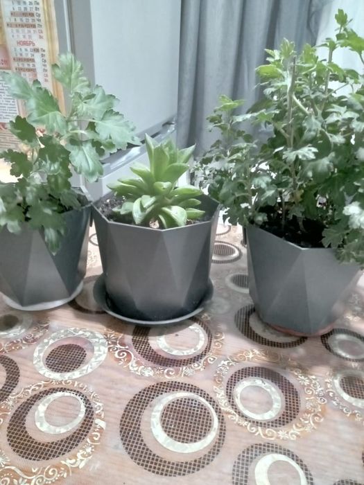 Хризантемы      .