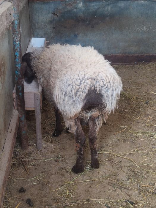 Кошкар на племя домашний