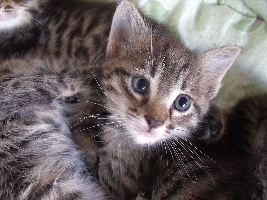 Милые котята 1,5 месяца