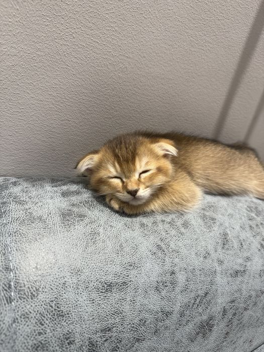 Кошка Шиншилла 2 месяцев