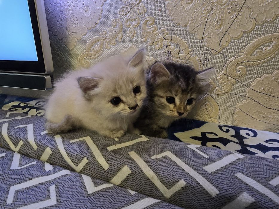 Отдам котят даром