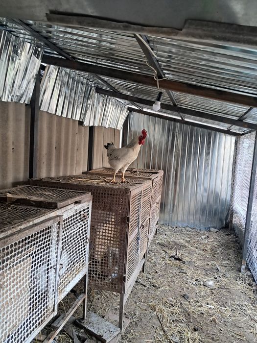 Петух Адлер продается