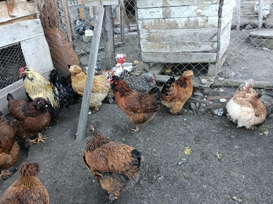 Oua pentru incubat motate barboase si frezate