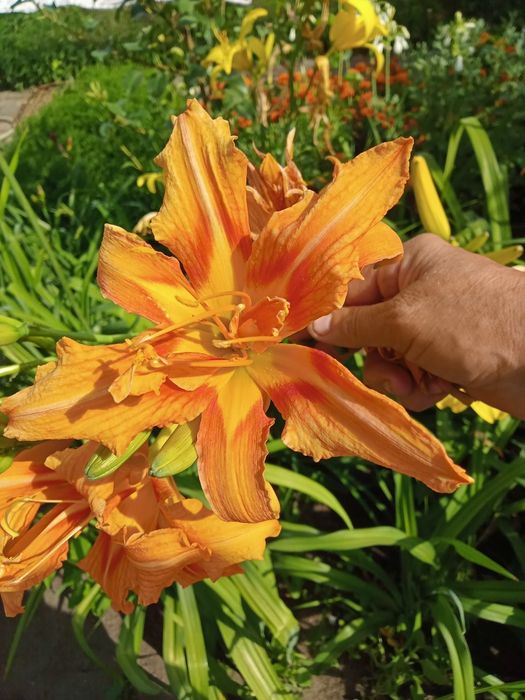 Сортовые лилейники