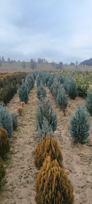 Brazi proaspeți bogați selectați din pepinieră