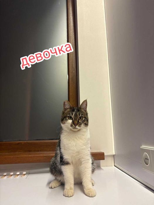 Подарю кошечку домашнюю