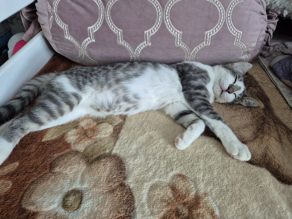 Отдам  котят  бесплатно