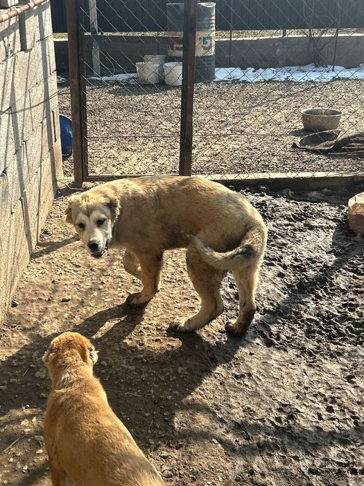 Алабай күшіктер сатылады