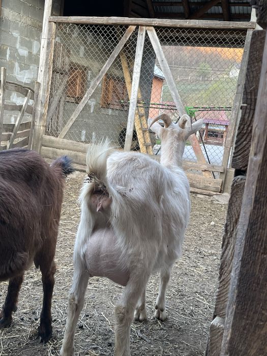 Capre cu iezi langa ele disponibile sanne si carpatine