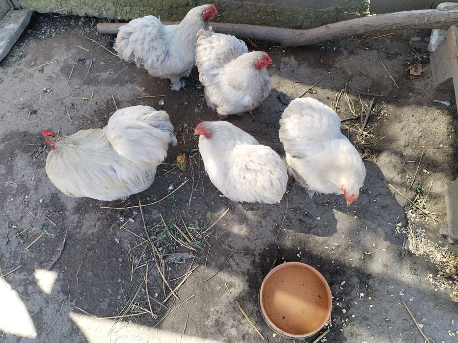 Gaini cochinchina pitic lavandă