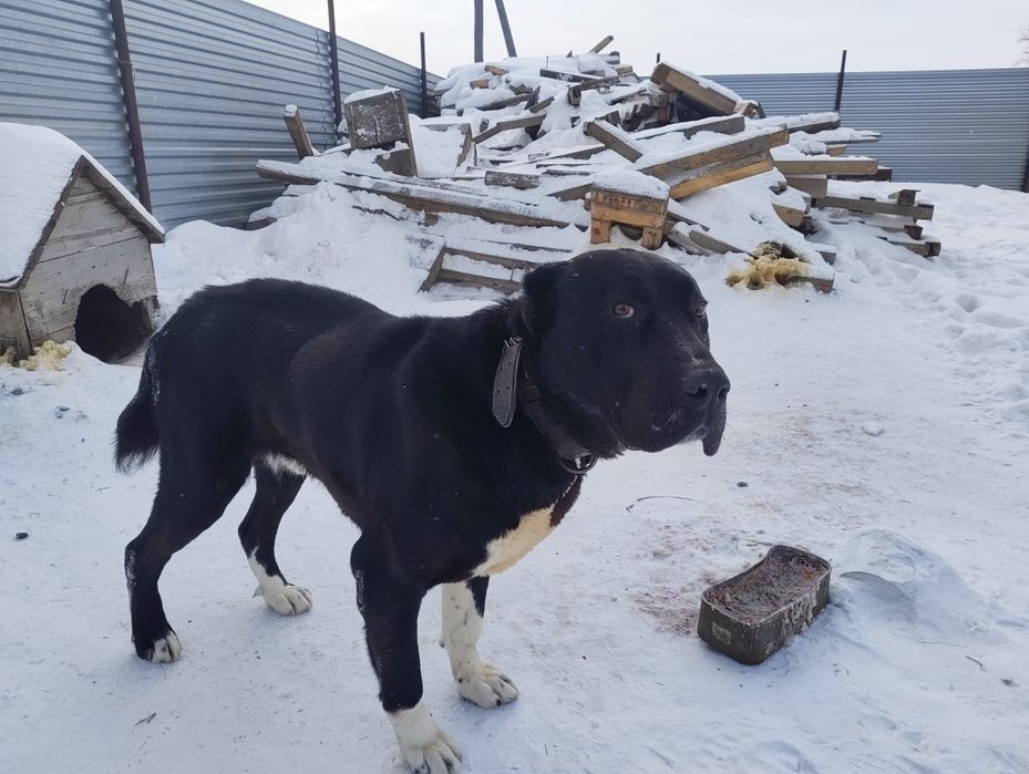 Алабай отдаю бесплатно кобель