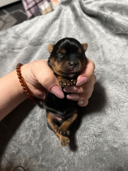 Щенки йоркширского терьера