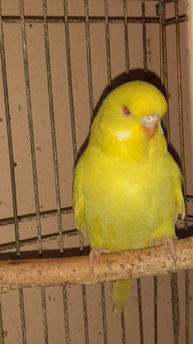 Попугай выставочный 3 месяца