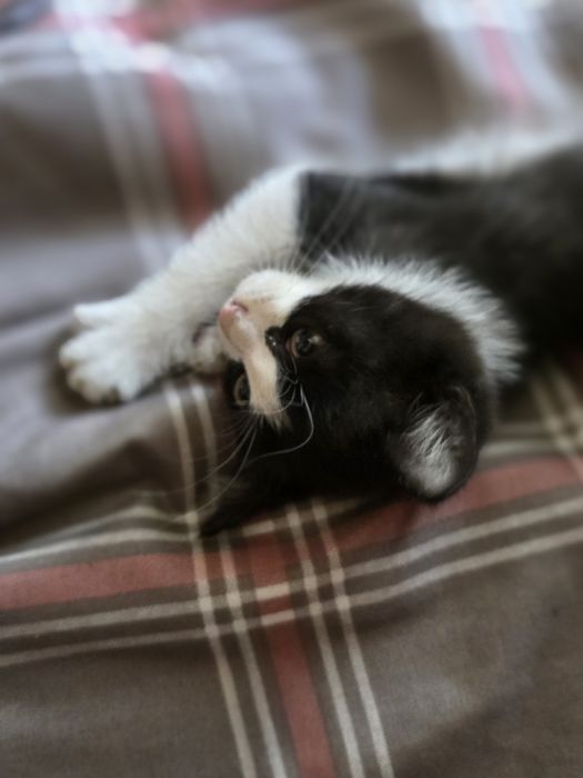 Котёнок ждёт своего хозяина