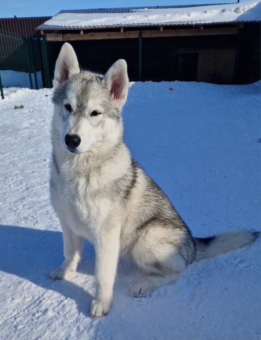 Красавица малышка от Чемпионов!